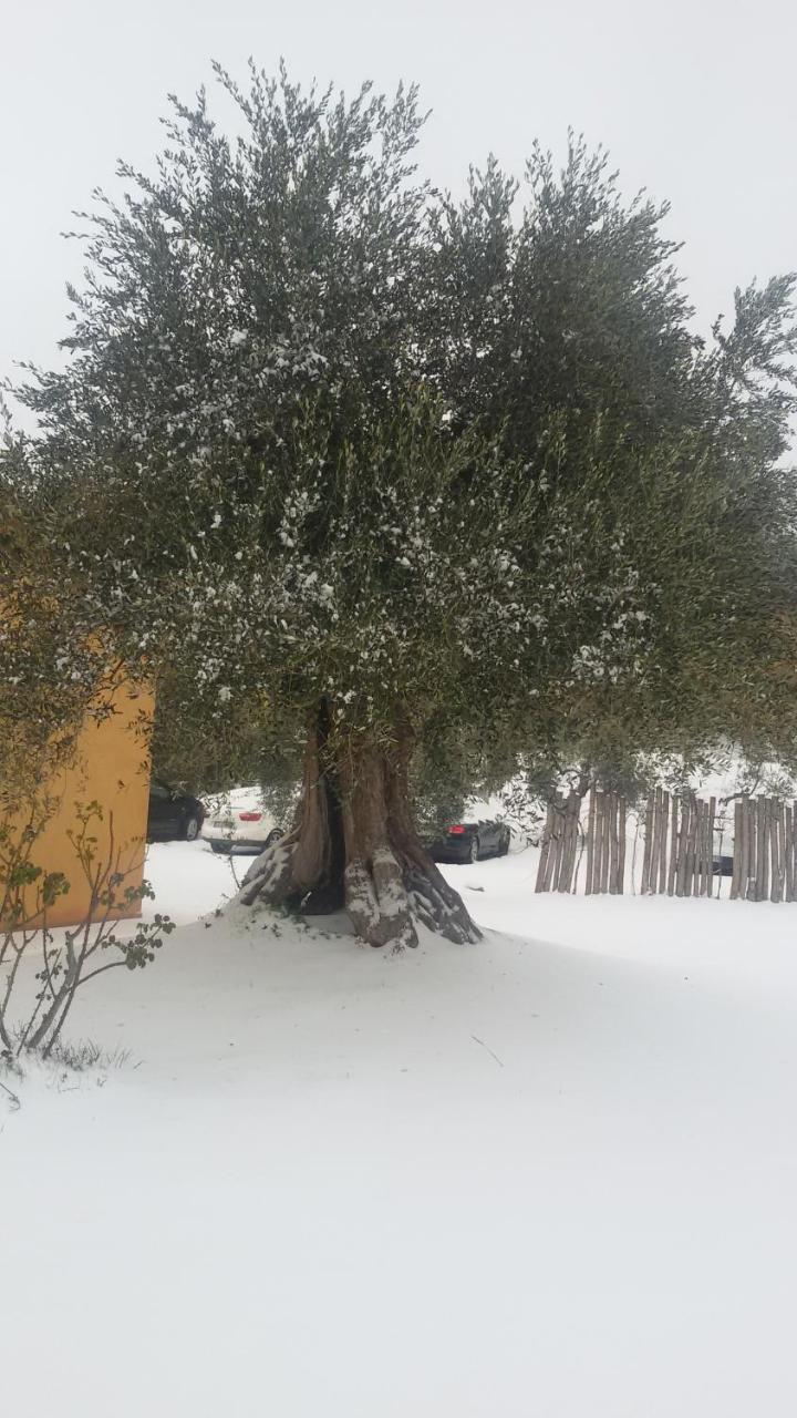 Agriturismo L'Isola Crespina Dış mekan fotoğraf